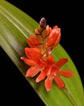 Ddc. coccineum